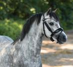 Prachtige 4 jarige Welsh A hengst 118cm, Hengst, 3 tot 6 jaar, B pony (1.17m tot 1.27m), Recreatiepony