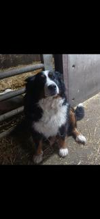 Berner Sennen pups, Overige rassen, 8 tot 15 weken, Parvo, Meerdere