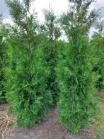 Thuja Brabant en Smaragd, Ophalen, Conifeer, 100 tot 250 cm