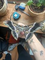 Eitjes van Samia ricini (hemelboomvlinders), Dieren en Toebehoren, Vlinders of Rupsen