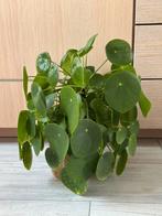 Pannenkoekplant met pot, Ophalen of Verzenden, Halfschaduw, Minder dan 100 cm