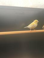 Kanaries, Dieren en Toebehoren, Vogels | Kanaries, Meerdere dieren, Kleurkanarie