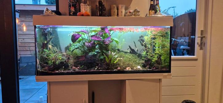 Juwel aquarium 300 liter, Dieren en Toebehoren, Vissen | Aquaria en Toebehoren, Gebruikt, Gevuld zoetwateraquarium, Ophalen