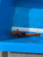 Koi karpers (Japanse), Dieren en Toebehoren, Vissen | Vijvervissen, Karper of Koi