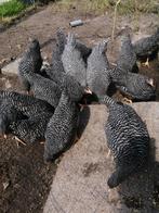 Amrock hennen 13week, Dieren en Toebehoren, Vrouwelijk, Kip