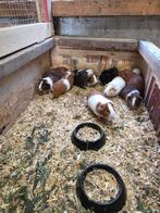 Diverse soorten jonge zeugjes en beertjes, Dieren en Toebehoren, Knaagdieren, Juli, Meerdere dieren, Cavia