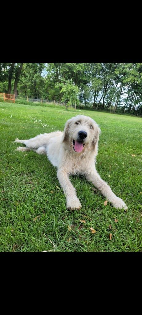Lieve Labradoodle reu Buddy, Dieren en Toebehoren, Honden | Niet-rashonden, Middel, Reu, Particulier, Eén hond, Nederland, 3 tot 5 jaar