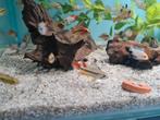 Apistogramma Cacatoides Double Red dwergcichliden, Dieren en Toebehoren, Vissen | Aquariumvissen, Vis, Zoetwatervis