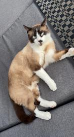 Snowshoe kater, Dieren en Toebehoren, Kater