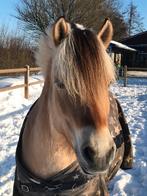 Fantastische fjord, perfect als coachpaard of agility pony, Dieren en Toebehoren, Paarden, Minder dan 160 cm, Gechipt, Ruin, Niet van toepassing