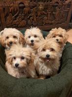 Exclusieve Maltipoo F1 pups, Overige rassen, 8 tot 15 weken, Parvo, Meerdere