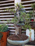 Zelkova Japanse Iep Bonsai, Bloeit niet, Halfschaduw, Minder dan 100 cm, Overige soorten