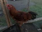 Kippen en hanen voor slacht, Dieren en Toebehoren, Meerdere dieren, Kip