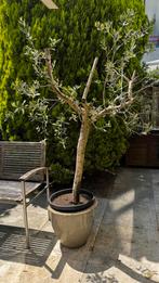 Grote olijfboom dikke stam met prachtige pot, Tuin en Terras, Planten | Bomen, Ophalen, Volle zon, Olijfboom, 100 tot 250 cm