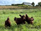 Jonge tamme Rhode Island Red kippen, gesekst en ingeënt, Dieren en Toebehoren, Pluimvee, Vrouwelijk, Kip