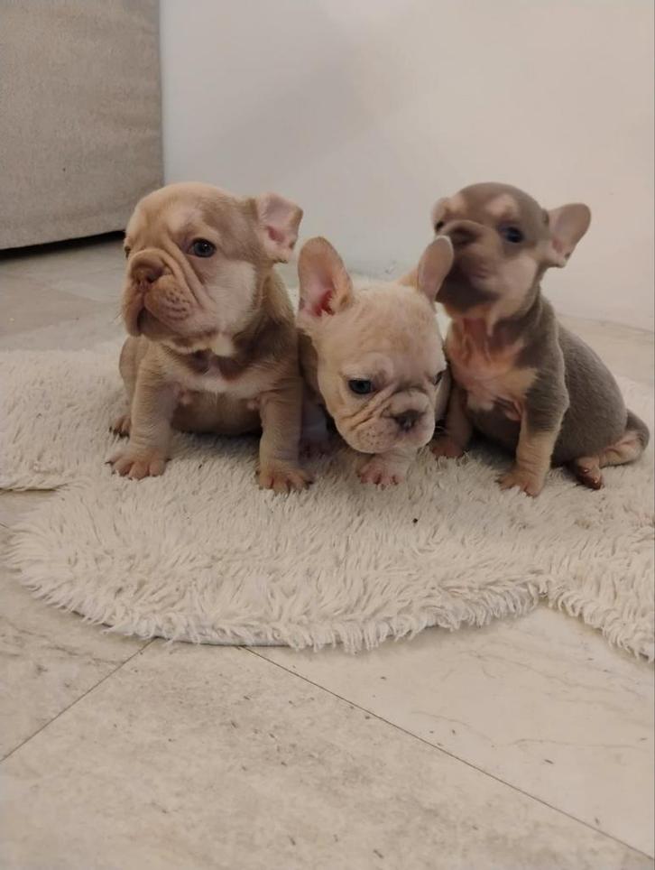 Franse bulldog puppys 3 reutjes, Dieren en Toebehoren, Honden | Bulldogs, Pinschers en Molossers, Reu, Bulldog, Particulier, Eén hond