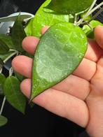 Hoya Parasitica "Black Margin", Overige soorten, In pot, Minder dan 100 cm, Bloeiende kamerplant