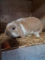 Lieve ram Nederlands Dwerg hangoor konijn, Dieren en Toebehoren, Konijnen, Mannelijk, Dwerg, Hangoor, 0 tot 2 jaar