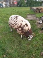mooie bonte ram, Mannelijk, Schaap, 0 tot 2 jaar