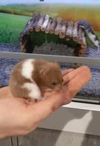 Syrische hamsters super lief en super tam., Dieren en Toebehoren, Knaagdieren, Hamster, Juni, Meerdere dieren, Tam