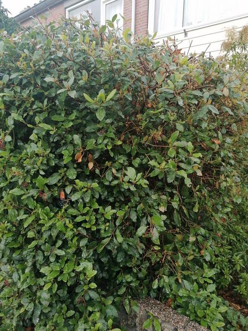 Grote struik 2 meter hoog zelf uitspitten. Komen. Bloempjes, Tuin en Terras, Planten | Struiken en Hagen, Overige soorten, Ophalen