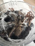 Verzameling vogelspinnen te koop, Dieren en Toebehoren, Spin of Schorpioen