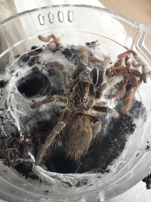 Verzameling vogelspinnen te koop, Dieren en Toebehoren, Insecten en Spinnen, Spin of Schorpioen