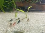 Mix garnalen!, Kreeft, Krab of Garnaal