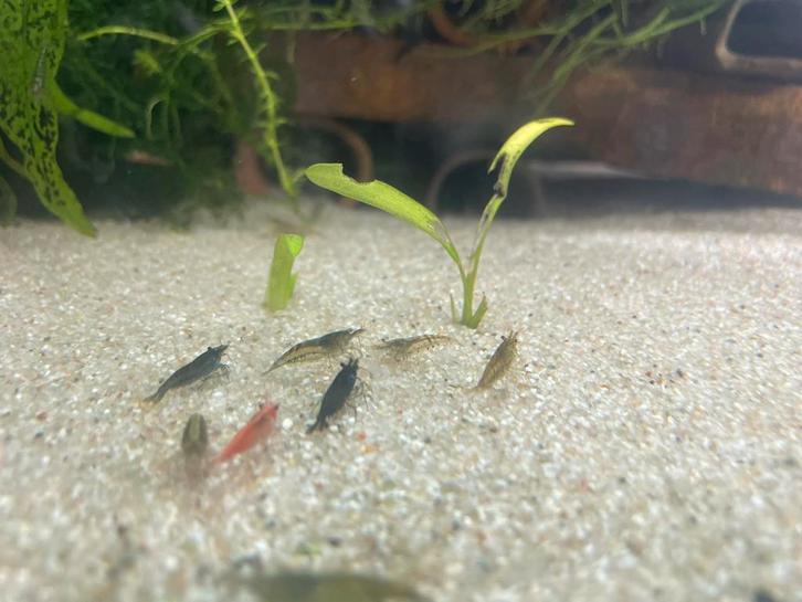 Mix garnalen!, Dieren en Toebehoren, Vissen | Aquariumvissen, Kreeft, Krab of Garnaal