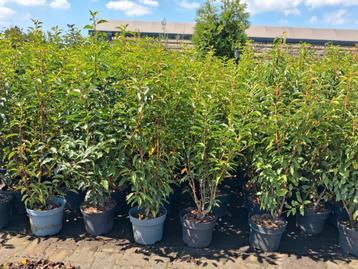 Prunus lusitanica angustifolia Portugese laurier 100cm pot beschikbaar voor biedingen