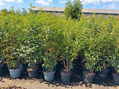 Prunus lusitanica angustifolia Portugese laurier 100cm pot, Tuin en Terras, Planten | Struiken en Hagen, Struik, Laurier, 100 tot 250 cm