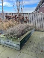 Bloemen en planten, Tuin en Terras, Planten | Tuinplanten, Ophalen, Overige soorten, Volle zon