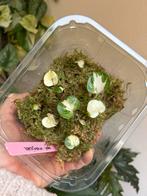 Epipremnum manjula/happy leaf, uitgelopen wetstick, Huis en Inrichting, Kamerplanten, Ophalen of Verzenden, Halfschaduw, Minder dan 100 cm