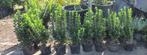 Euonymus "Green spire", Ophalen, Overige soorten, Struik, Minder dan 100 cm