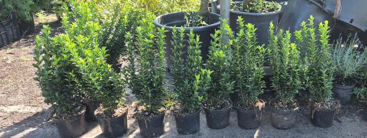 Euonymus "Green spire", Tuin en Terras, Planten | Struiken en Hagen, Struik, Overige soorten, Minder dan 100 cm, Ophalen