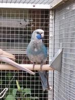 GEVRAAGD: Pennant, Dieren en Toebehoren, Vogels | Parkieten en Papegaaien, Meerdere dieren, Parkiet, Geringd
