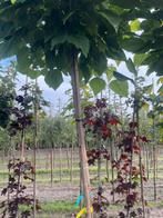 Bol Catalpa 8-10 tot14-16 op 215 gezet, Ophalen of Verzenden, Volle zon, Overige soorten