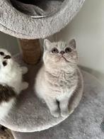 Britse korthaar kittens blauw, chocolate, lilac, Meerdere dieren, Gechipt, 0 tot 2 jaar