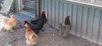 Kippen groot, Dieren en Toebehoren, Pluimvee, Meerdere dieren, Kip