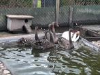 Zwanen, eenden, siereenden  watervogels, Meerdere dieren, Eend