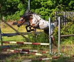 Uitmuntend mooie sport C pony, Dieren en Toebehoren, Pony's, Dressuurpony, 0 tot 2 jaar, Hengst, C pony (1.27m tot 1.37m)