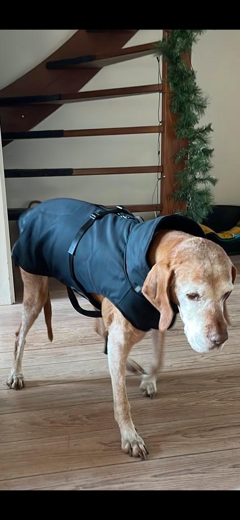 Rainy regenjas hond herfst/ winter zwart, Dieren en Toebehoren, Hondenkleding, Zo goed als nieuw, Hondenjas, Ophalen of Verzenden