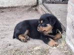Rottweiler pups, Dieren en Toebehoren, Overige rassen, 8 tot 15 weken, Meerdere, Meerdere dieren
