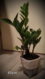 Zamioculcas 45cm. In pot., Huis en Inrichting, Kamerplanten, Overige soorten, Minder dan 100 cm, Halfschaduw, In pot