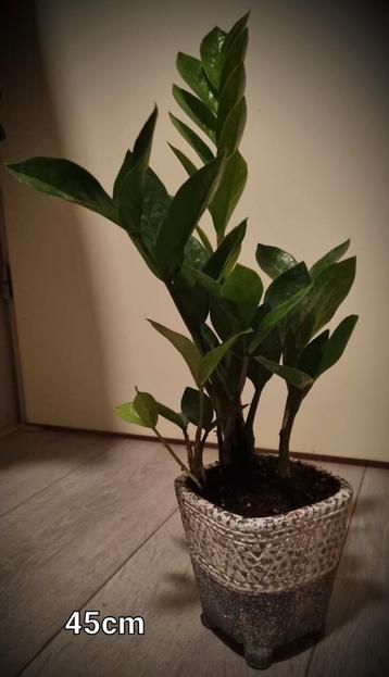 Zamioculcas 45cm. In pot. 