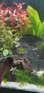 Roze posthoornslak, Dieren en Toebehoren, Slak of Weekdier