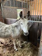 Ezels te koop, Dieren en Toebehoren, Januari, Meerdere dieren