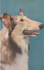 Kaart met een mooie Collie, Verzenden, 1960 tot 1980, Ongelopen, Hond of Kat