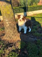 Bij ons geboren Australische herder pupjes, Dieren en Toebehoren, Parvo, België, 8 tot 15 weken, Meerdere