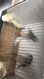 Grasparkieten, Dieren en Toebehoren, Vogels | Parkieten en Papegaaien, Meerdere dieren, Parkiet